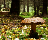 houba v lese